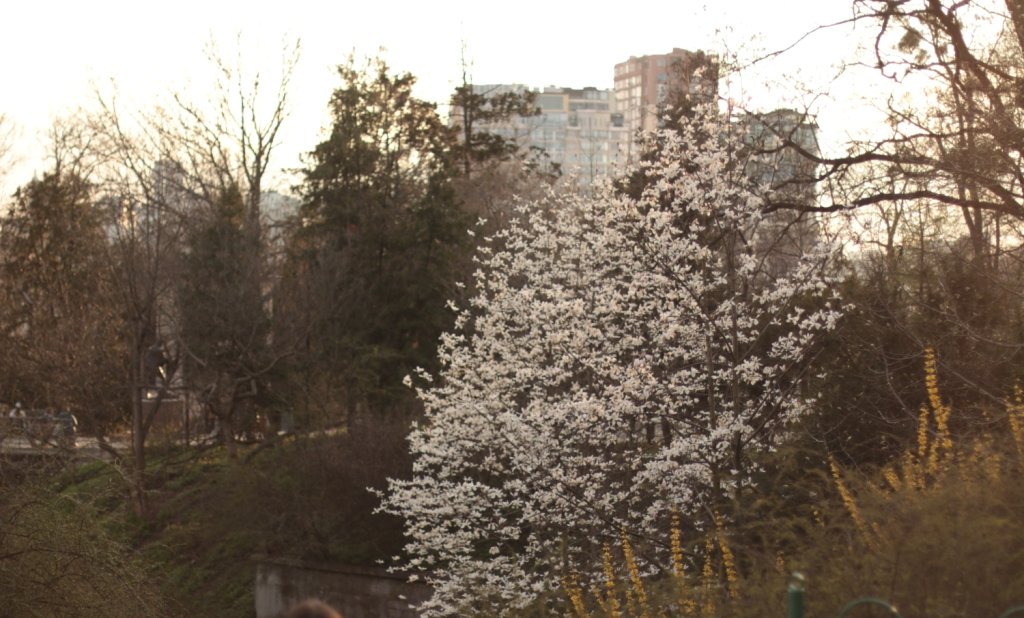 У Києві зацвіли перші дерева магнолій: де зробити гарні фото 2