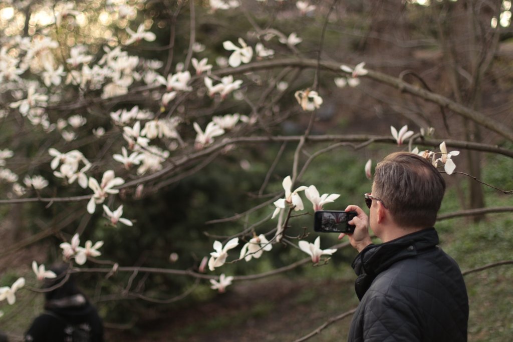 У Києві зацвіли перші дерева магнолій: де зробити гарні фото 3