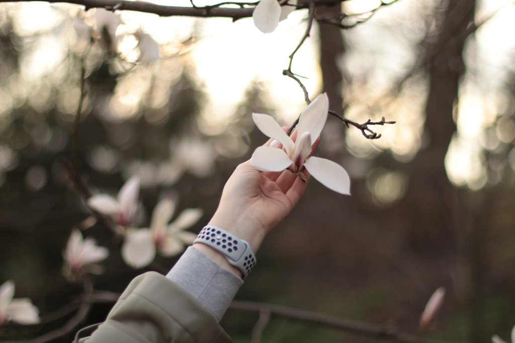 У Києві зацвіли перші дерева магнолій: де зробити гарні фото 4