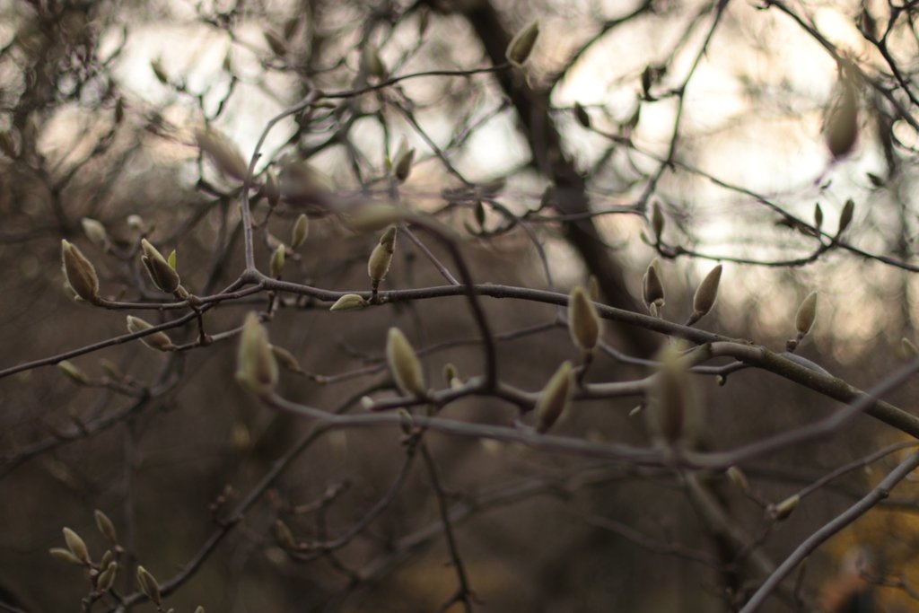 У Києві зацвіли перші дерева магнолій: де зробити гарні фото 9