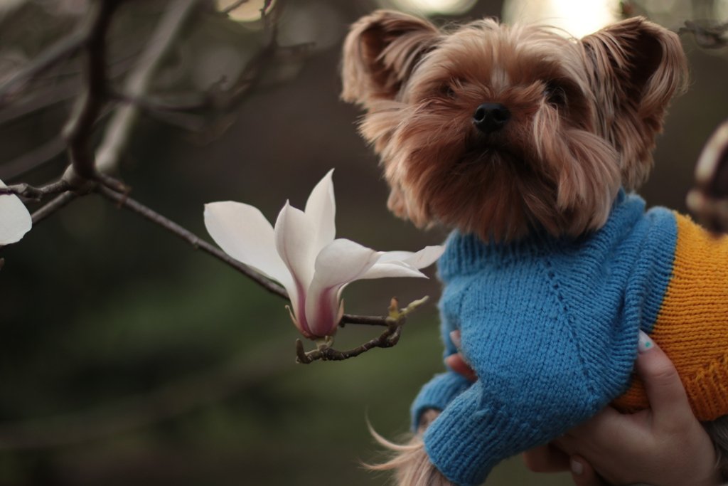 У Києві зацвіли перші дерева магнолій: де зробити гарні фото 11