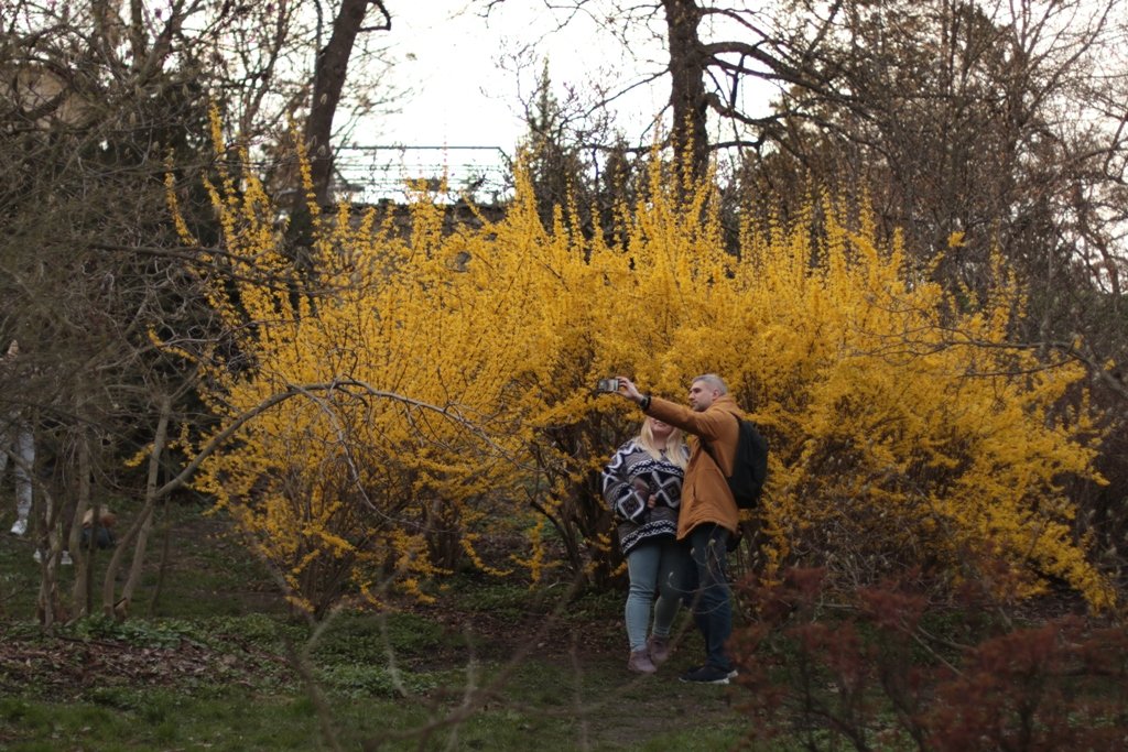 У Києві зацвіли перші дерева магнолій: де зробити гарні фото 12
