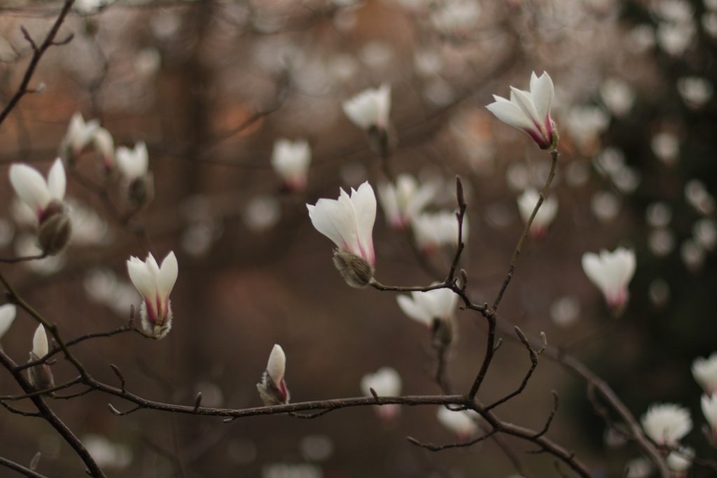 У Києві зацвіли перші дерева магнолій: де зробити гарні фото 15