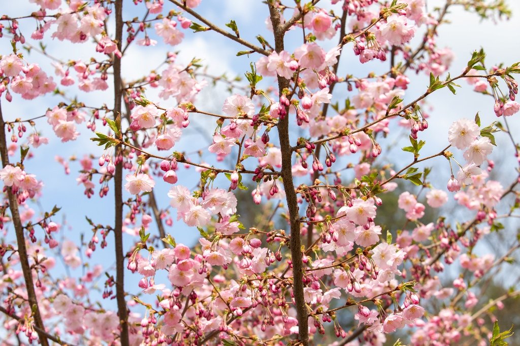 У кожному районі Києва зацвіли перші сакури та магнолії: де побачити та зробити гарні фото 7