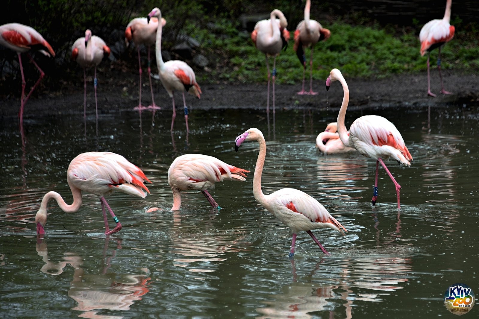 У Київському зоопарку можна побачити рожевих фламінго: рідкісних птахів України випустили на простір 1