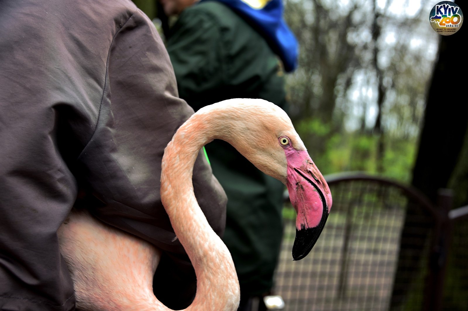 У Київському зоопарку можна побачити рожевих фламінго: рідкісних птахів України випустили на простір 3