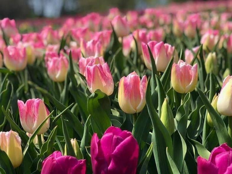 У центрі Києва відкриється виставка тюльпанів: де побачити 500 тисяч квітів та зробити фото 2