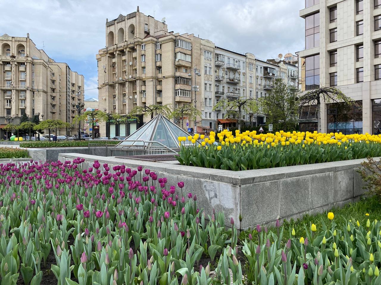 Червоні та жовті: у Києві на Майдані Незалежності розквітли тюльпани. Фоторепортаж 1