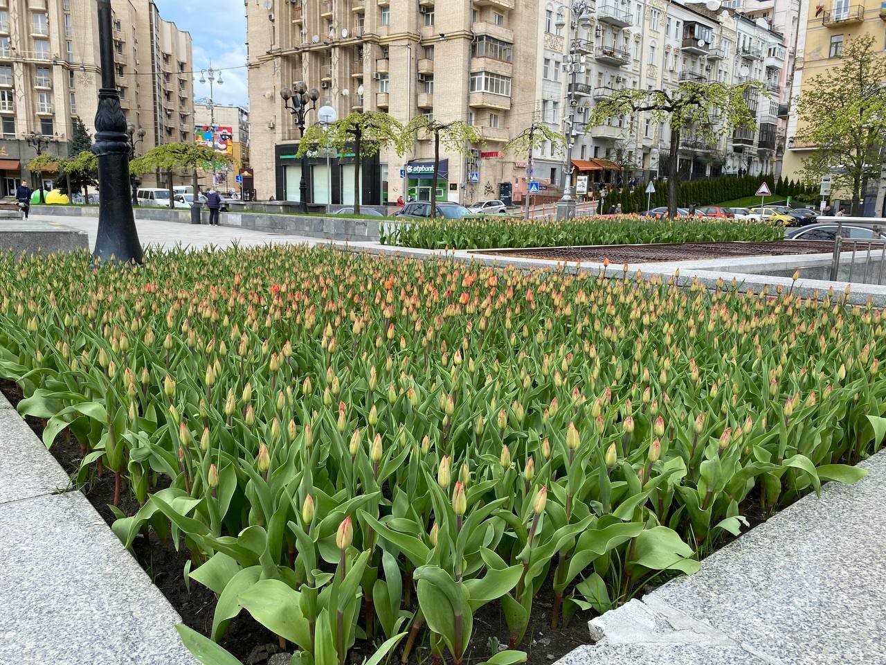 Червоні та жовті: у Києві на Майдані Незалежності розквітли тюльпани. Фоторепортаж 4