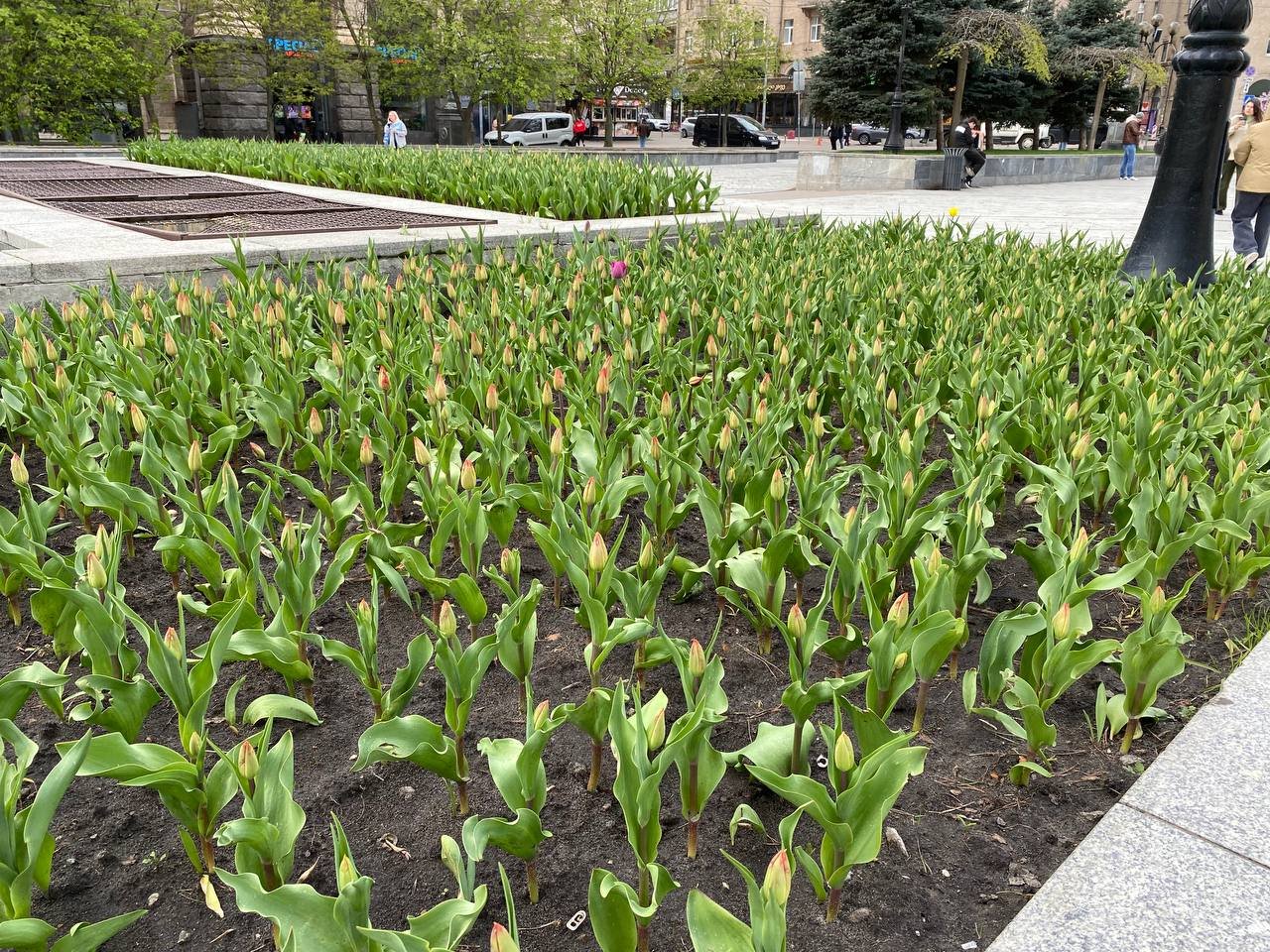 Червоні та жовті: у Києві на Майдані Незалежності розквітли тюльпани. Фоторепортаж 5