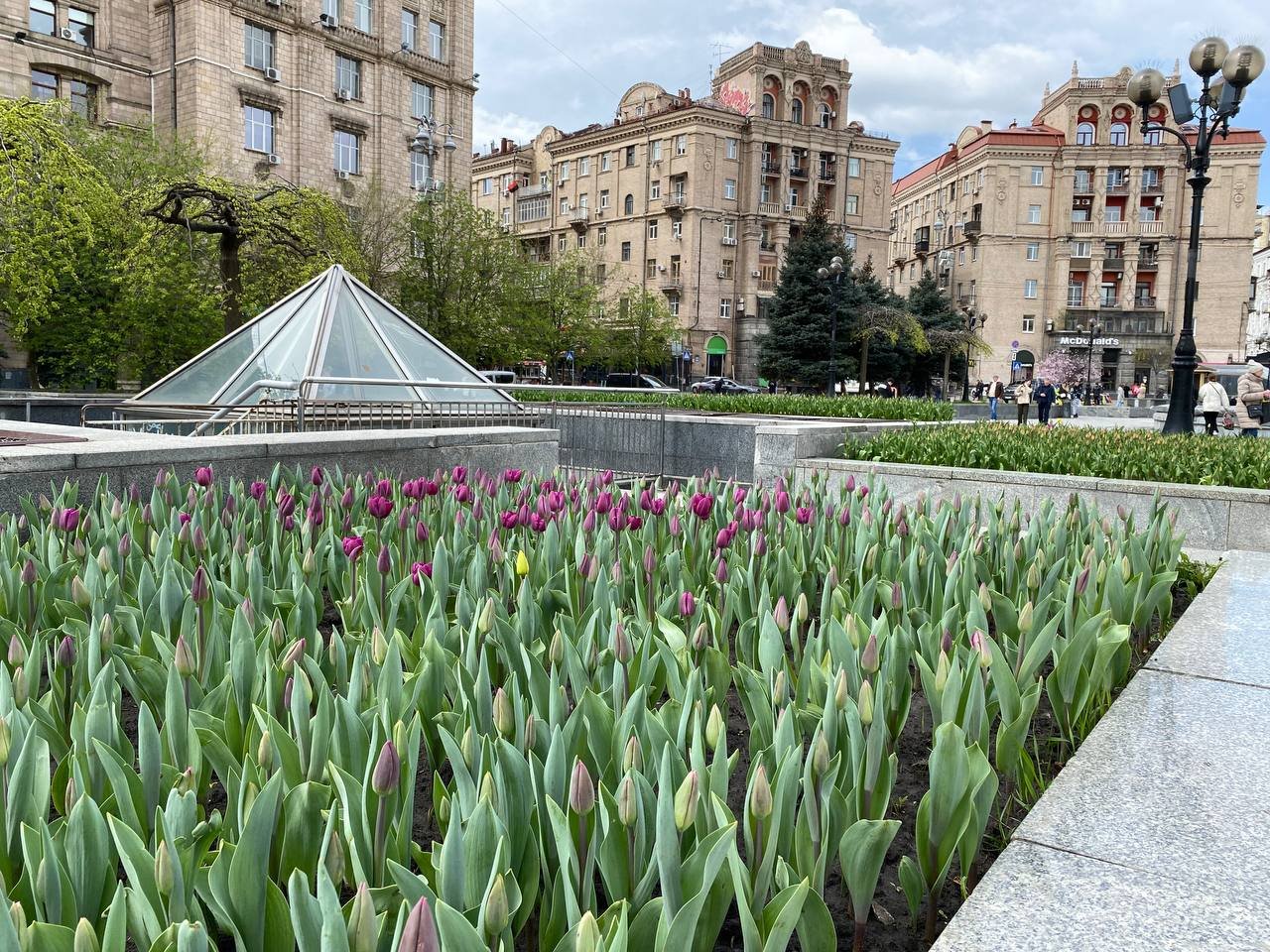 Червоні та жовті: у Києві на Майдані Незалежності розквітли тюльпани. Фоторепортаж 6