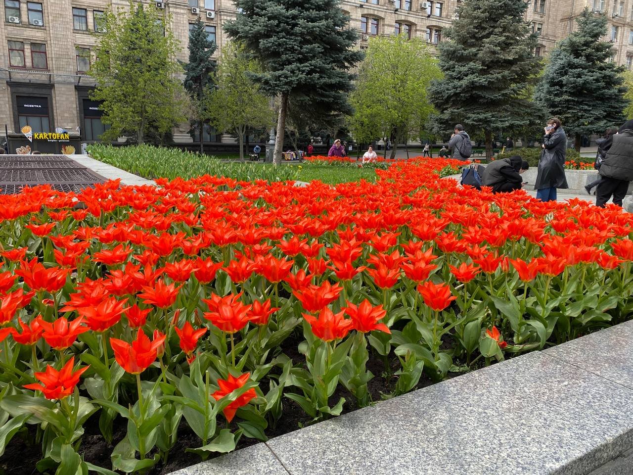 Червоні та жовті: у Києві на Майдані Незалежності розквітли тюльпани. Фоторепортаж 8