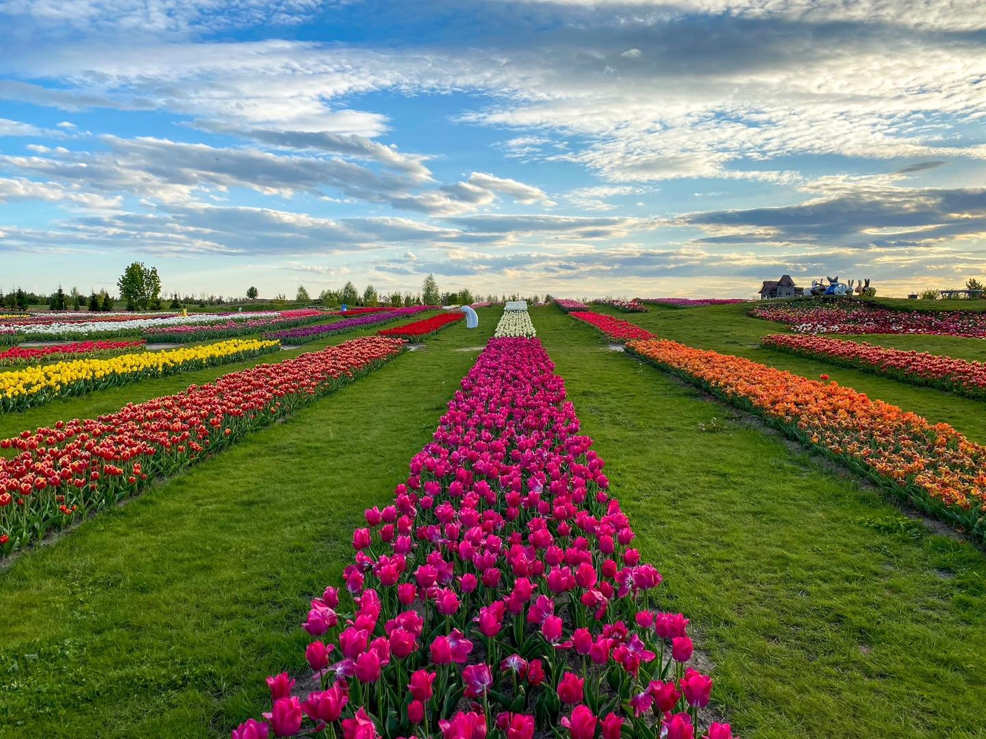 У Добропарку під Києвом зацвіли 3 мільйони тюльпанів: як працює парк 2