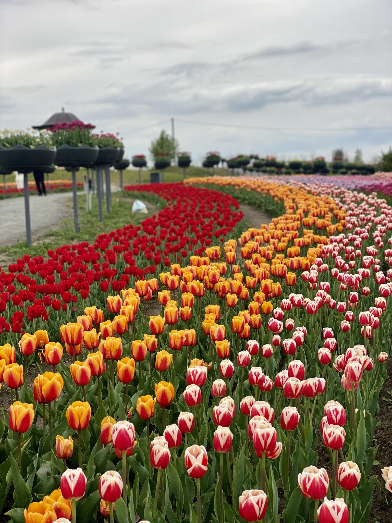 У Добропарку під Києвом зацвіли 3 мільйони тюльпанів: як працює парк 3