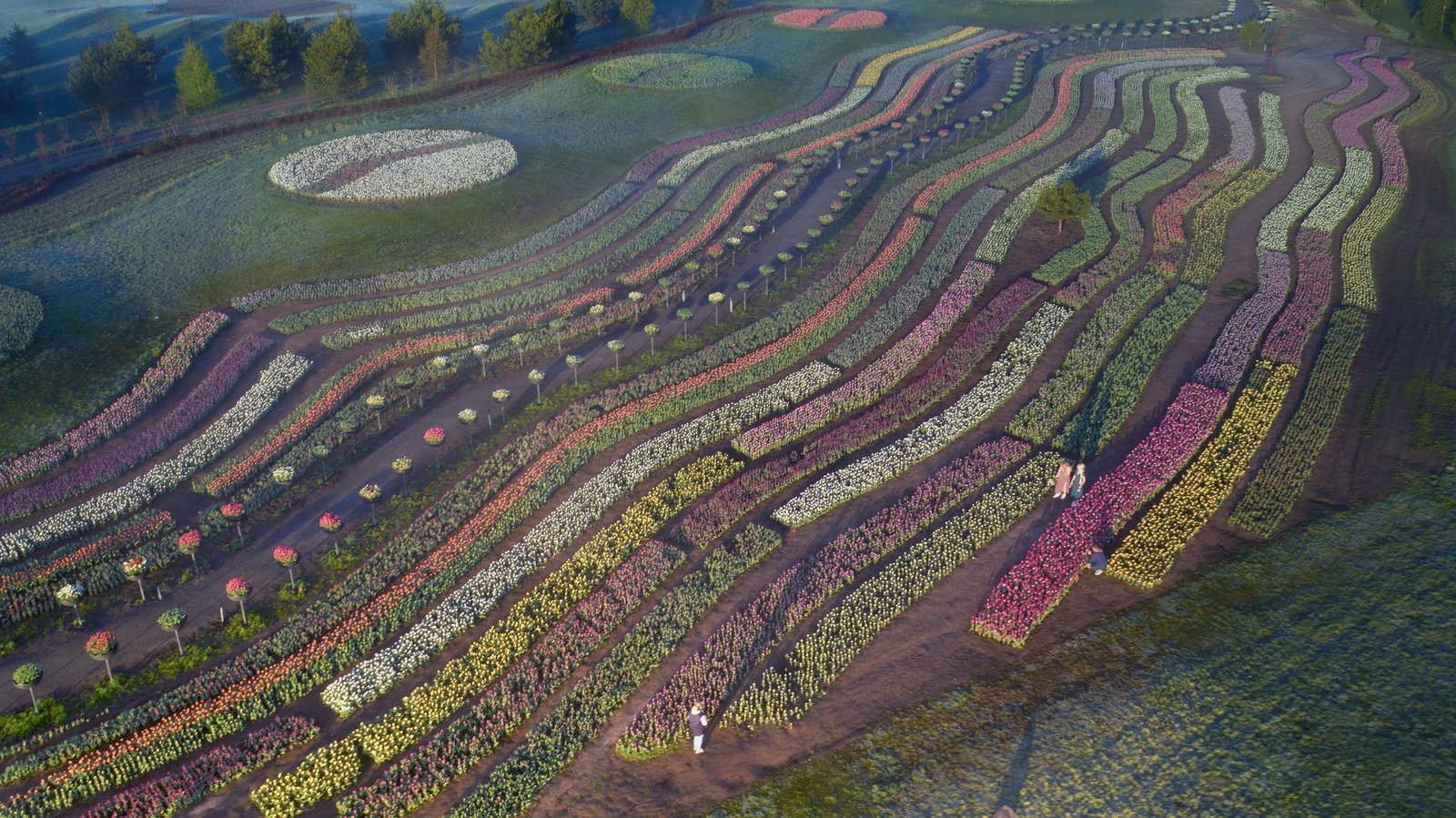 У Добропарку під Києвом зацвіли 3 мільйони тюльпанів: як працює парк 4