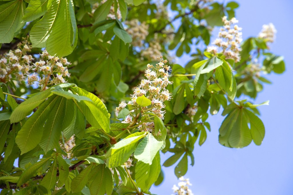 У Києві на Хрещатику зацвіли перші каштани 1