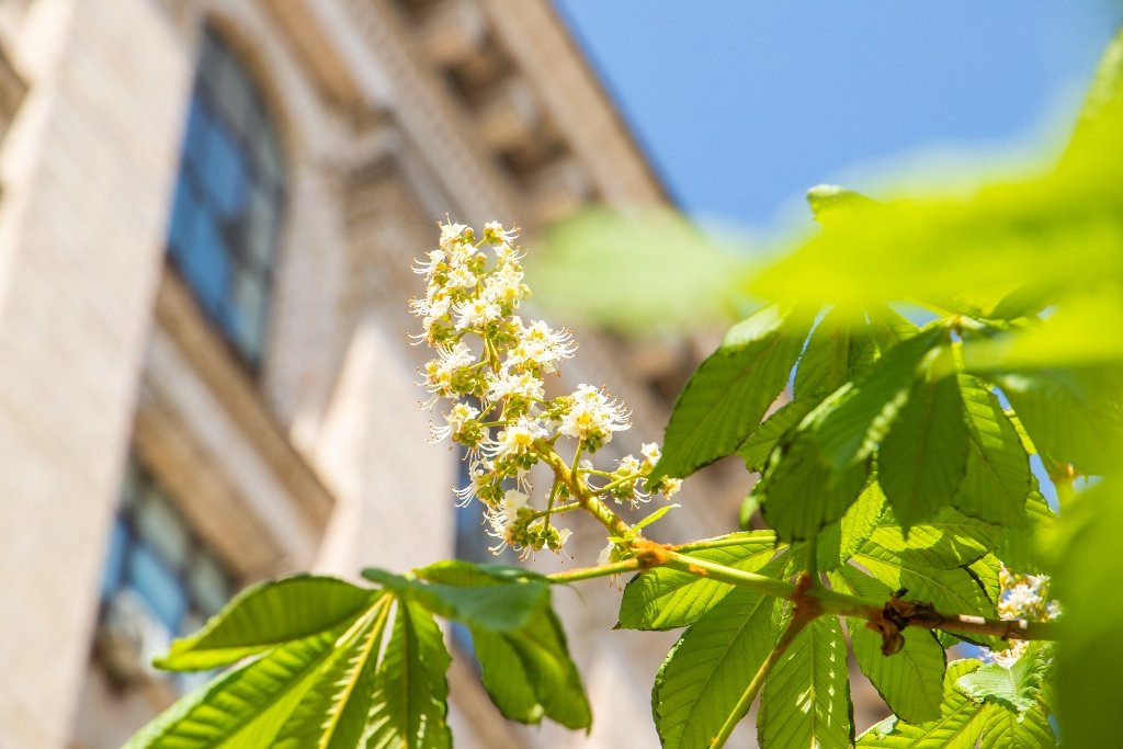 У Києві на Хрещатику зацвіли перші каштани 2