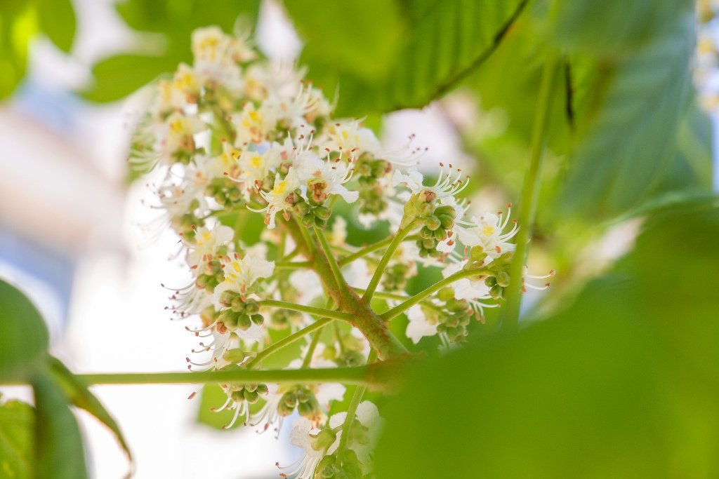 У Києві на Хрещатику зацвіли перші каштани 3
