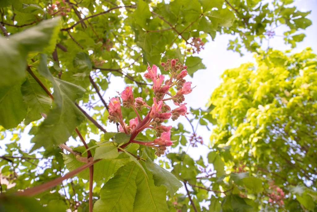 У Києві на Хрещатику зацвіли перші каштани 4