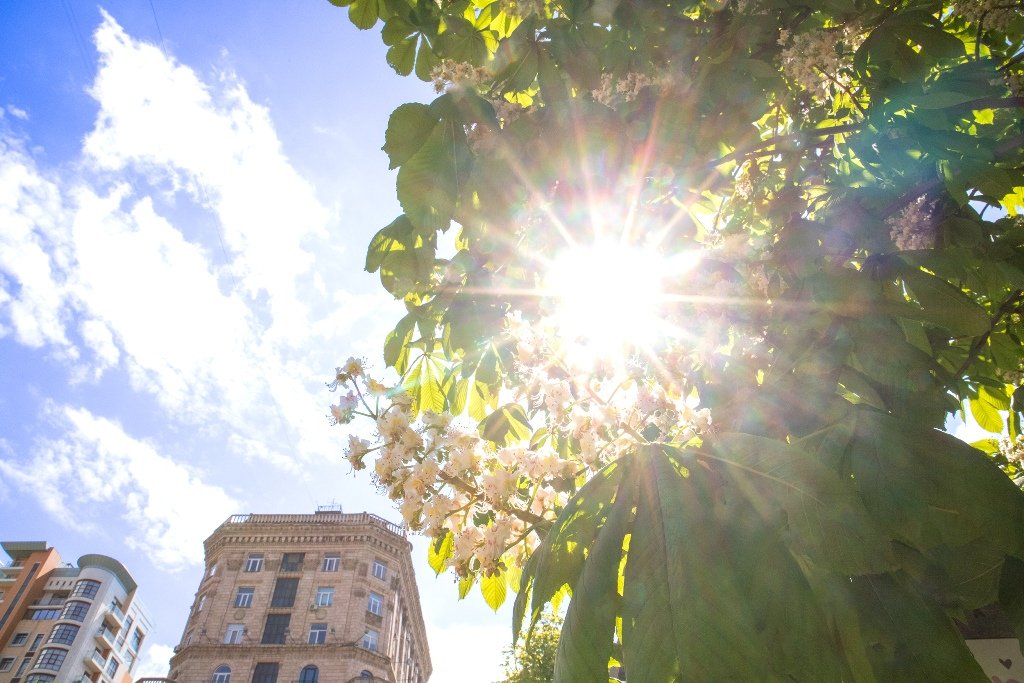 У Києві на Хрещатику зацвіли перші каштани 5