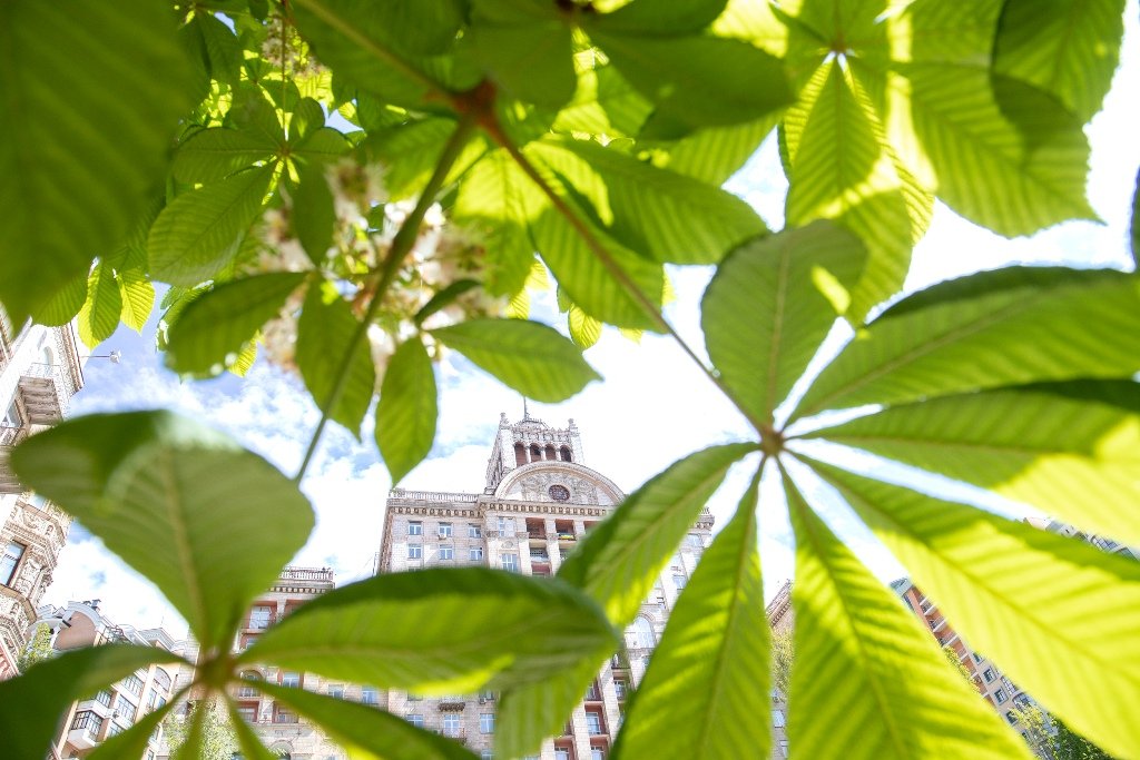 У Києві на Хрещатику зацвіли перші каштани 6