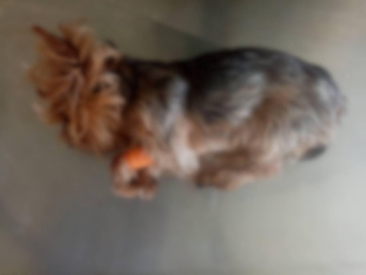 На Київщині чоловік вбив йоркширського тер‘єра сусідки 2