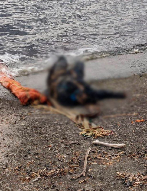 У Київському водосховищі виловили тіло російського пілота 2