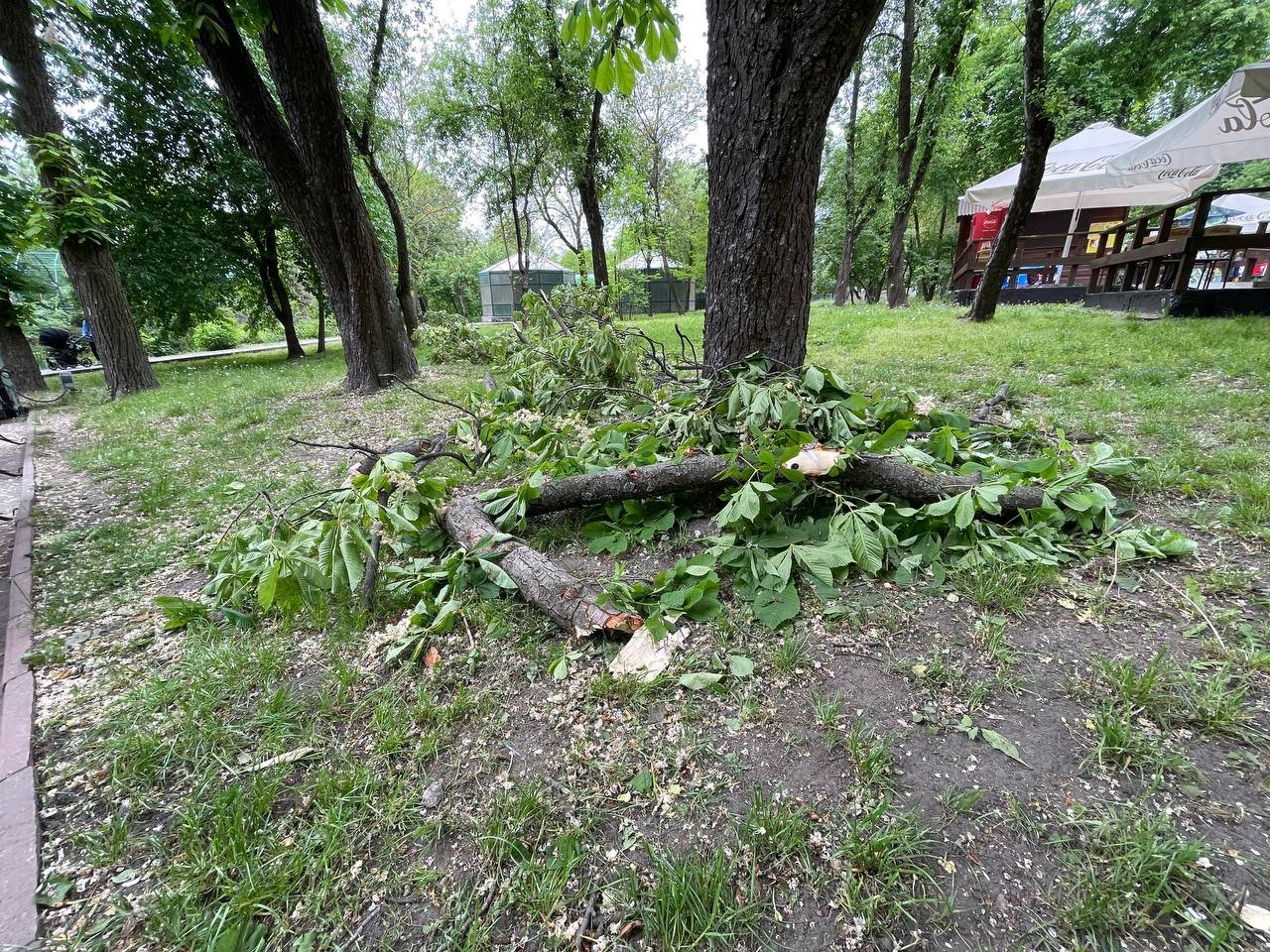 Уламки збитої ракети впали на територію Київського зоопарку: що там зараз відбувається 5