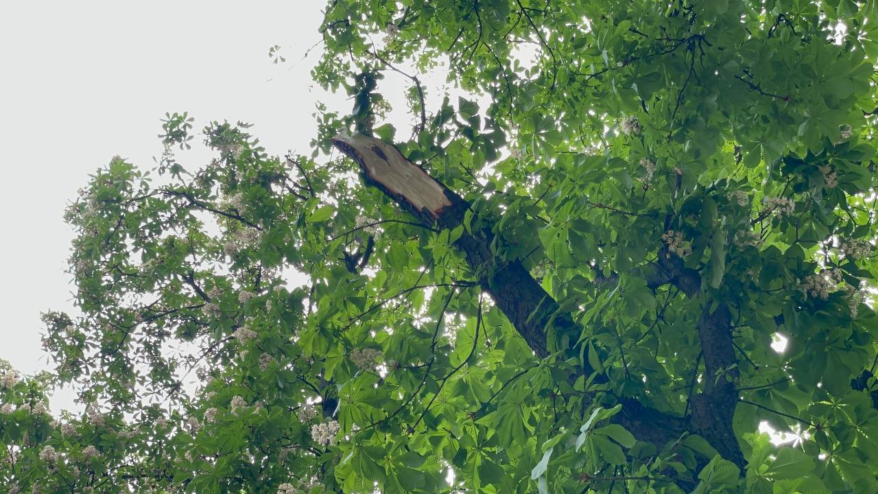 Уламки збитої ракети впали на територію Київського зоопарку: що там зараз відбувається 6