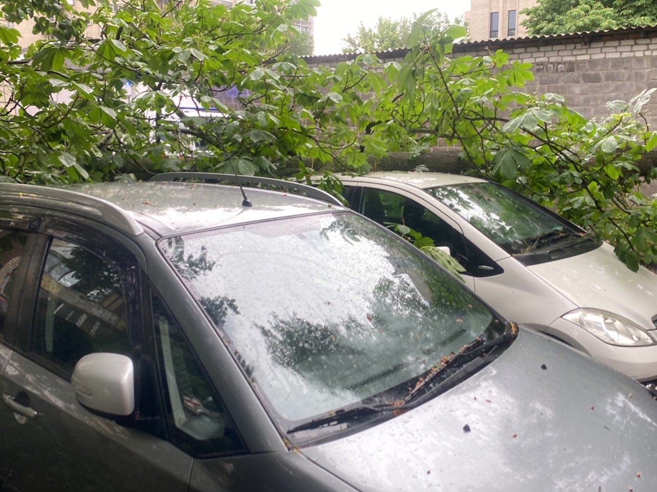 Наслідки шторму у Києві: рятувальники прибирають повалені дерева 2