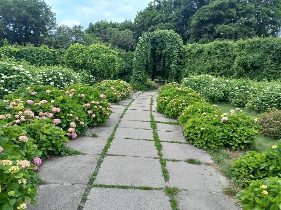 У ботсаду Гришка в Києві почався сезон цвітіння гортензій 2