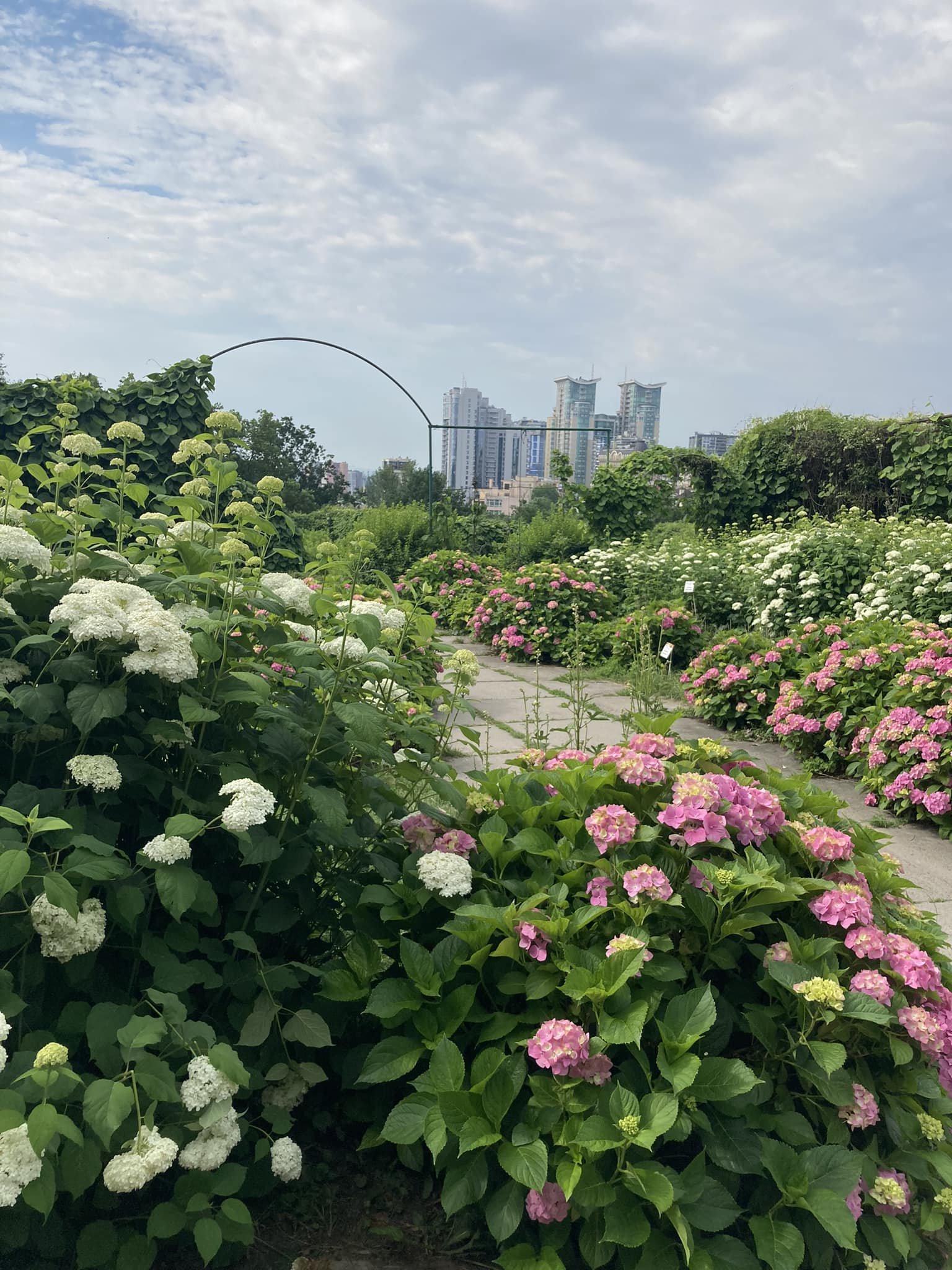 У ботсаду Гришка в Києві почався сезон цвітіння гортензій 3