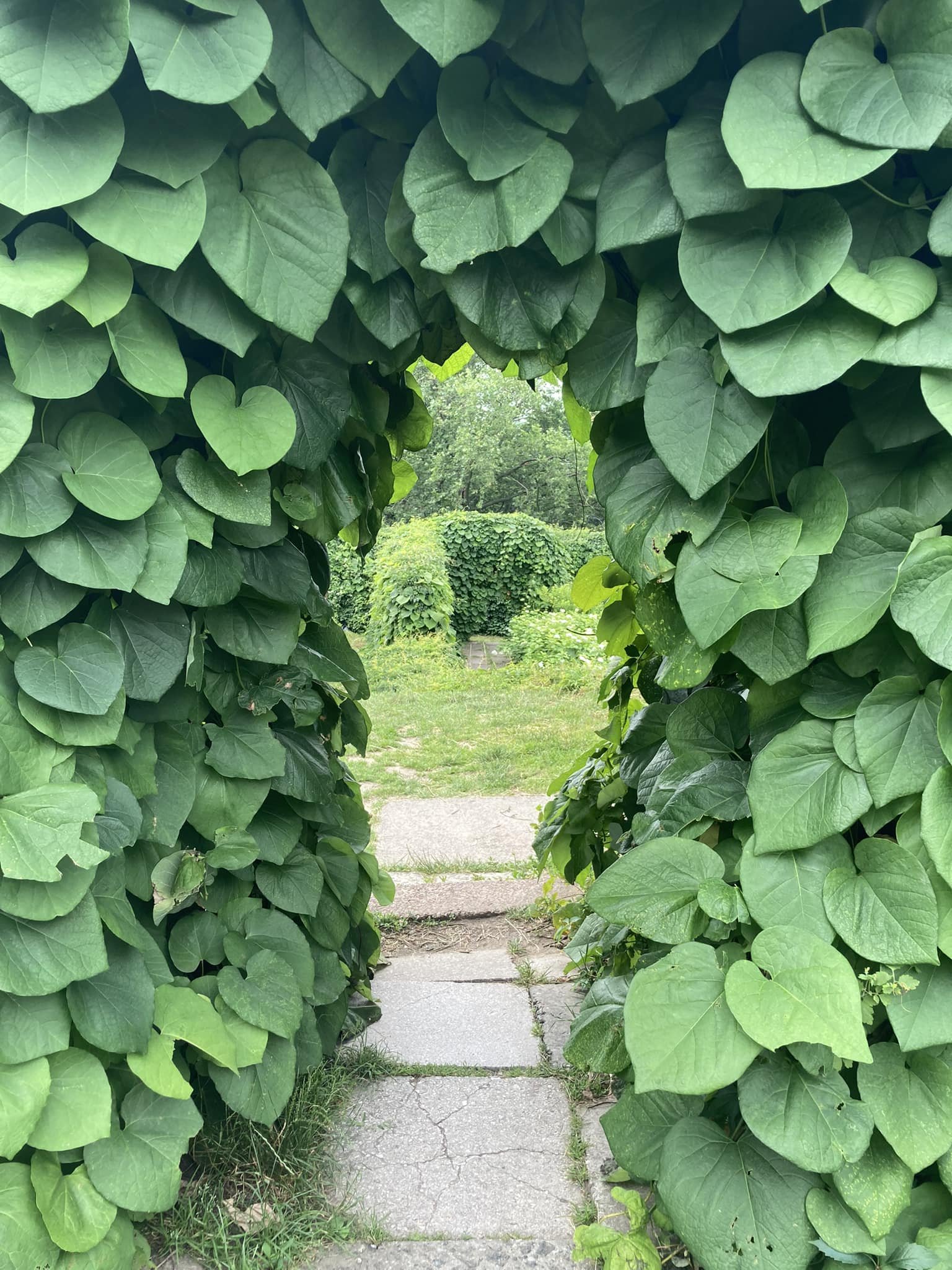 У ботсаду Гришка в Києві почався сезон цвітіння гортензій 4