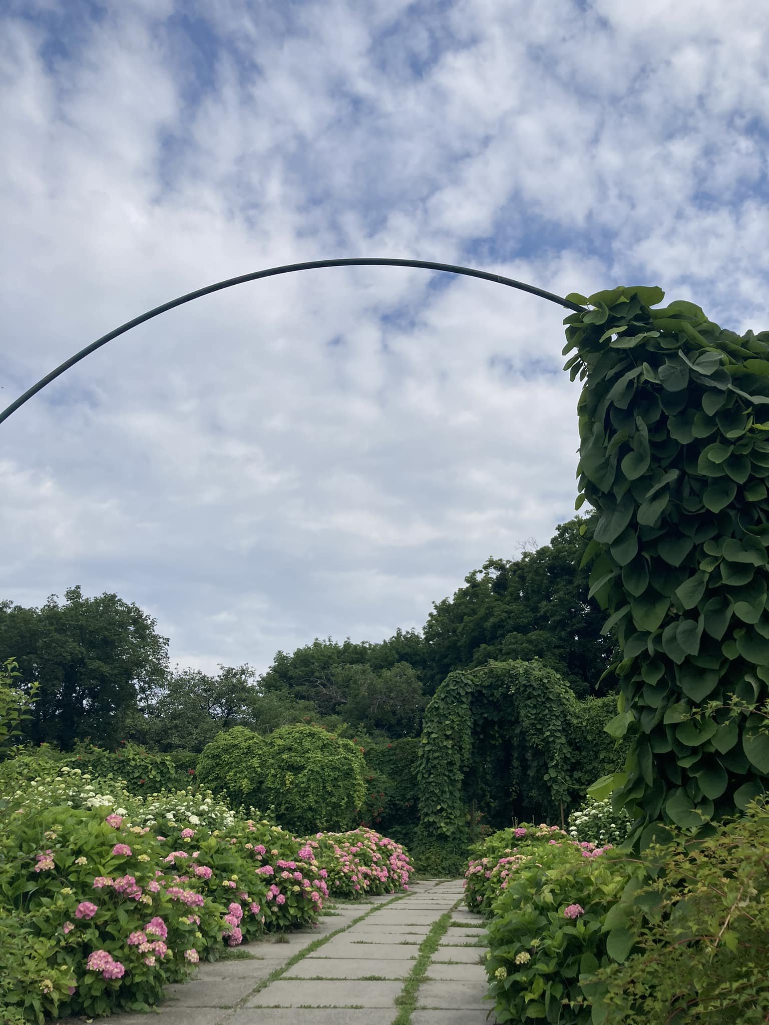 У ботсаду Гришка в Києві почався сезон цвітіння гортензій 5