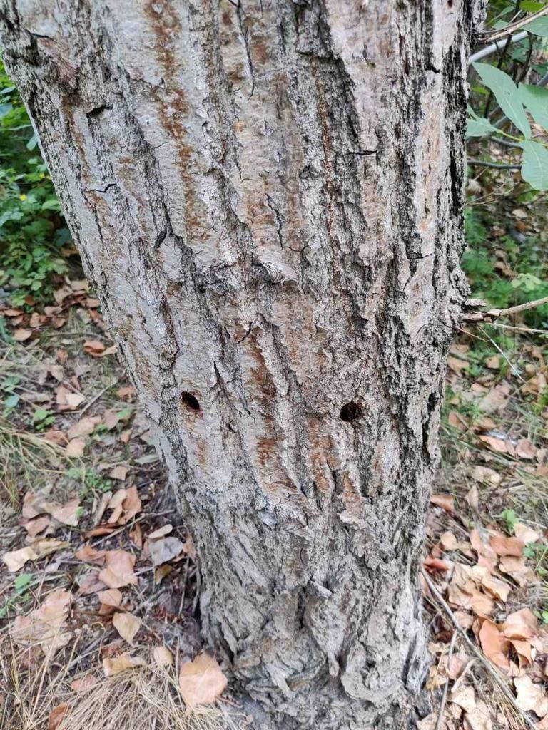 У Києві розшукують свідків масового знищення дерев у Дніпровському районі 1