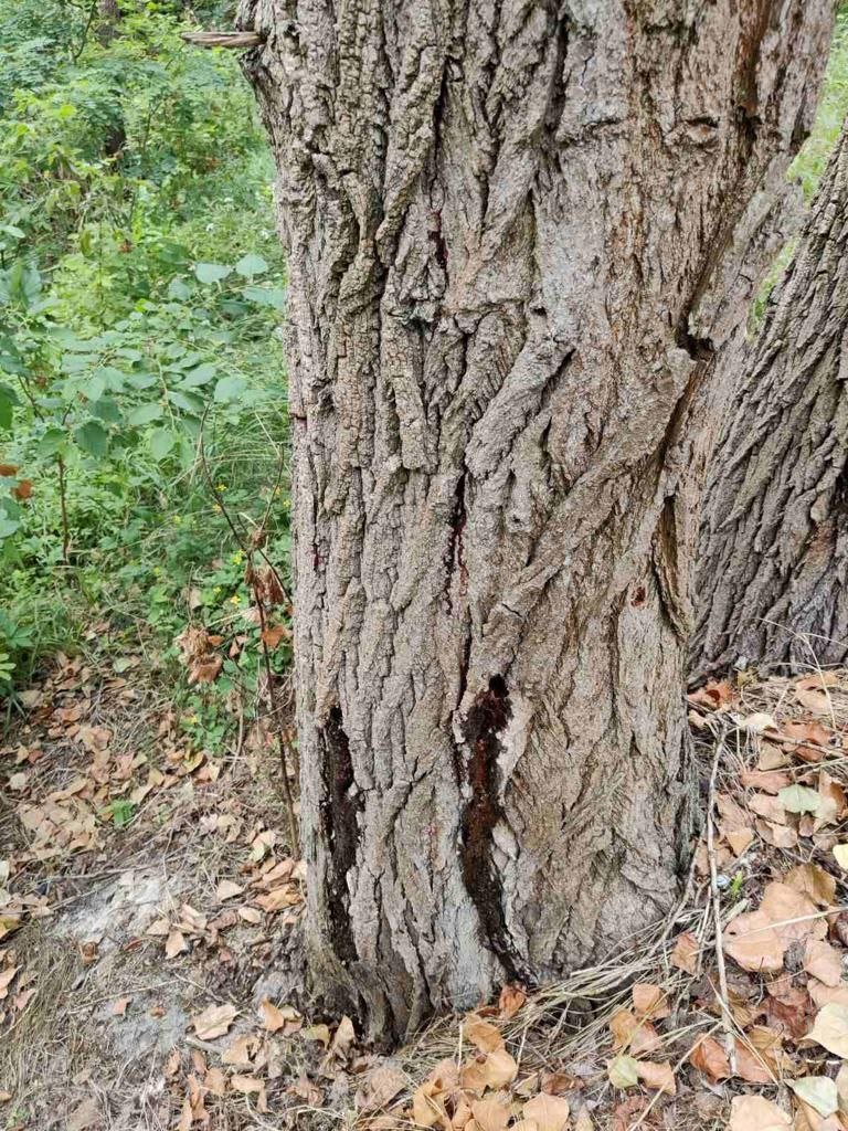 У Києві розшукують свідків масового знищення дерев у Дніпровському районі 2