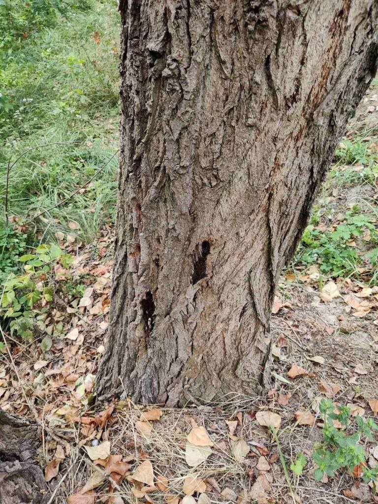 У Києві розшукують свідків масового знищення дерев у Дніпровському районі 3