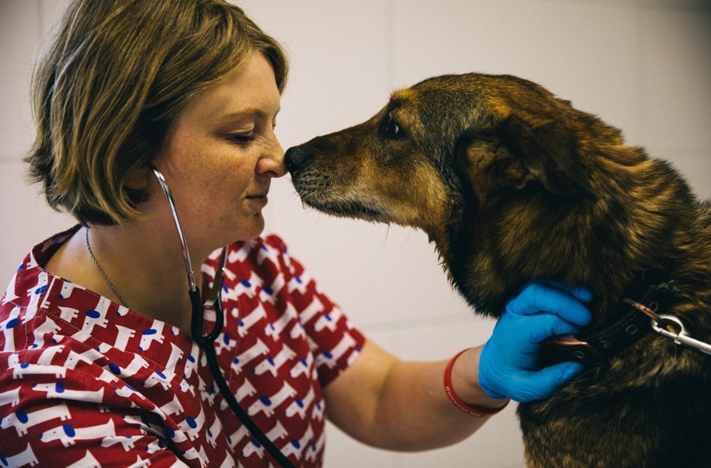 На Київщині відбудували зруйнований російськими обстрілами притулок для тварин 3