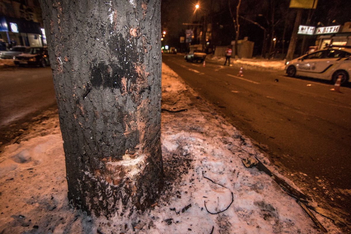 То самое дерево, в которое врезался ВАЗ То самое дерево, в которое врезался ВАЗ