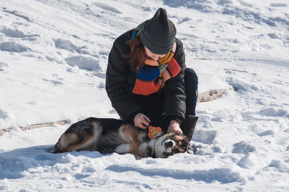 Собака-улыбака радуется снежной и морозной зиме