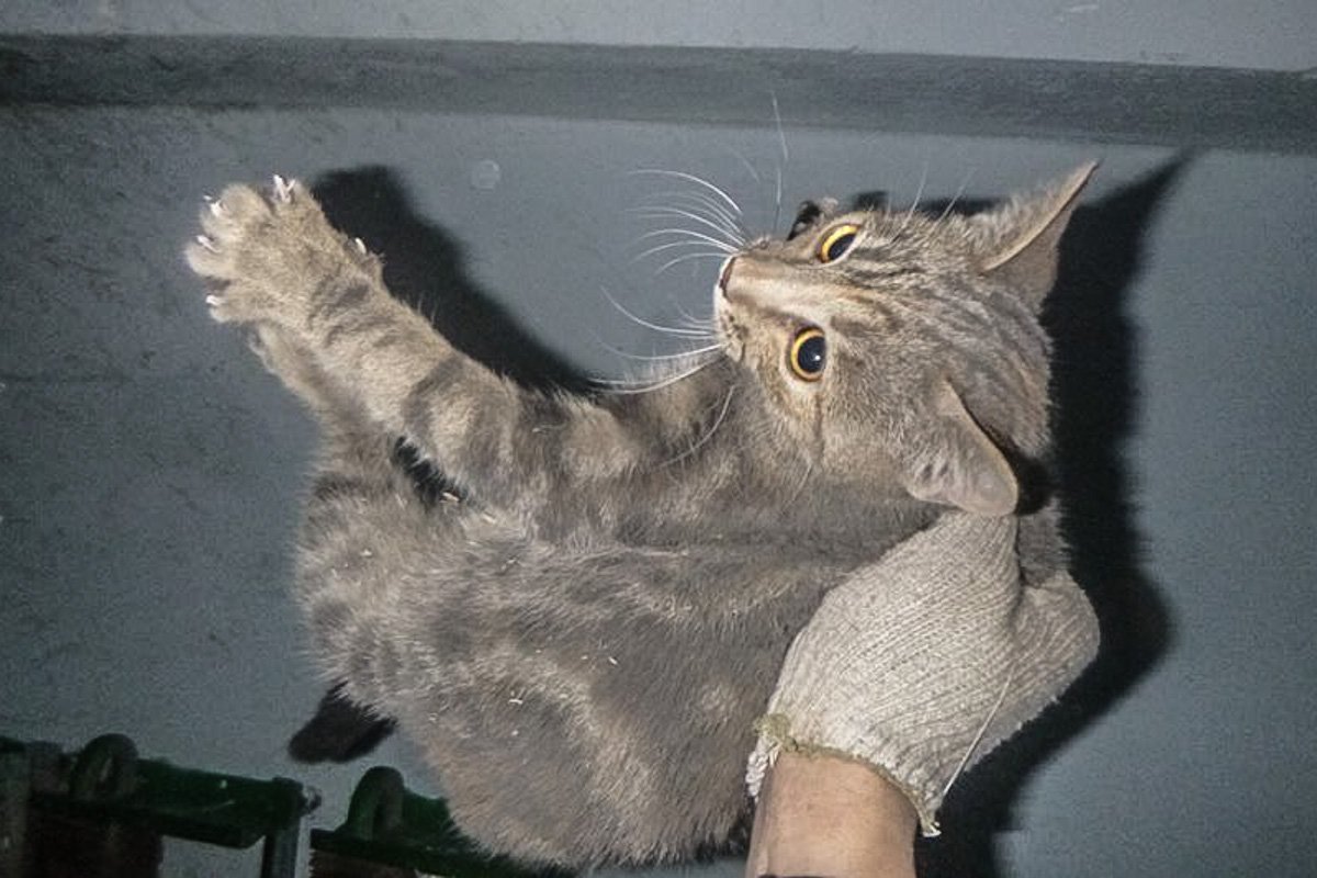 Котенок не пострадал Котенок не пострадал