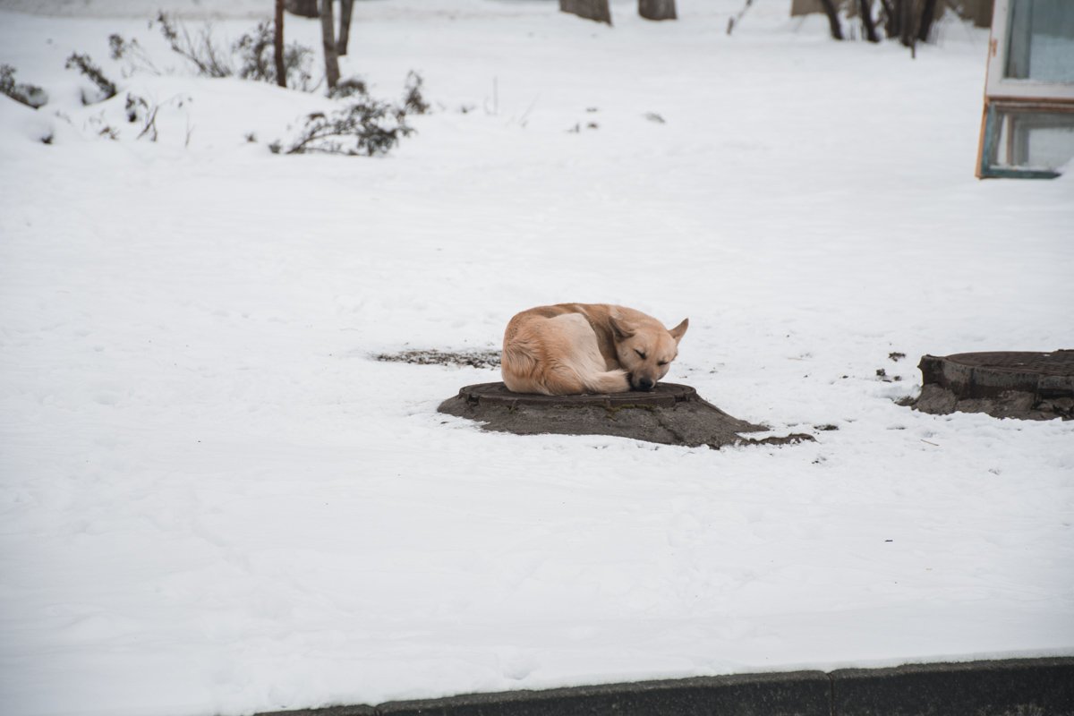 Одинокому белому песику все ни по чем 