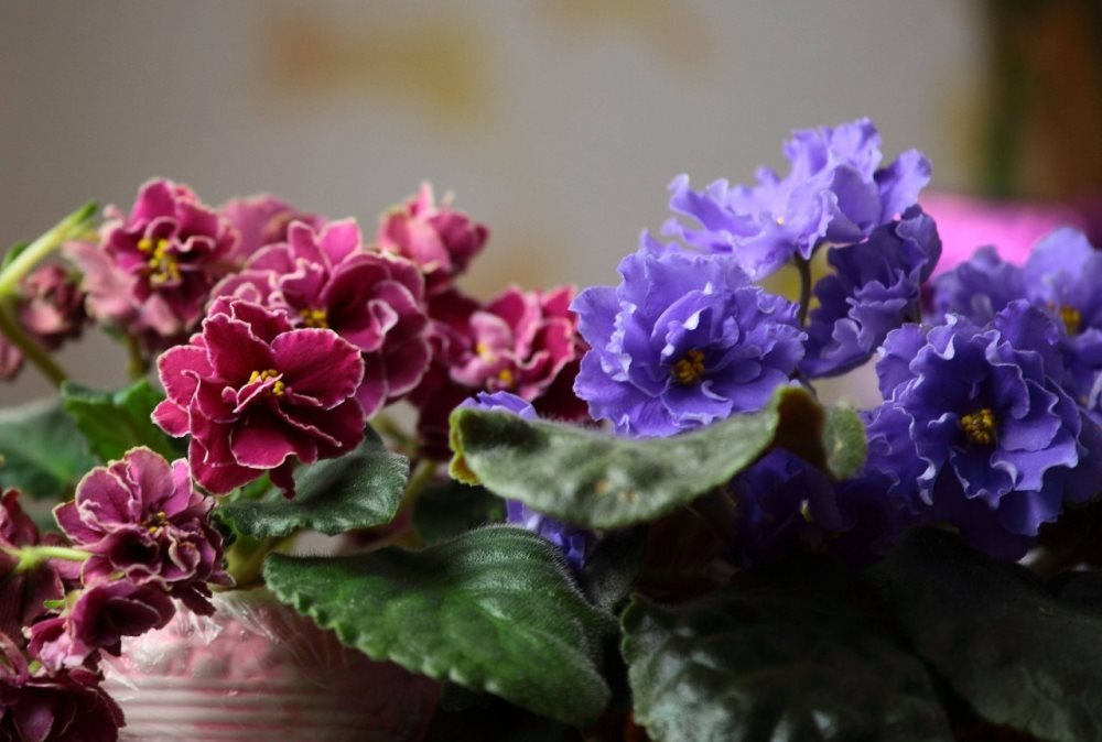 На выставке можно будет купить и фиалки, и удобрения для них