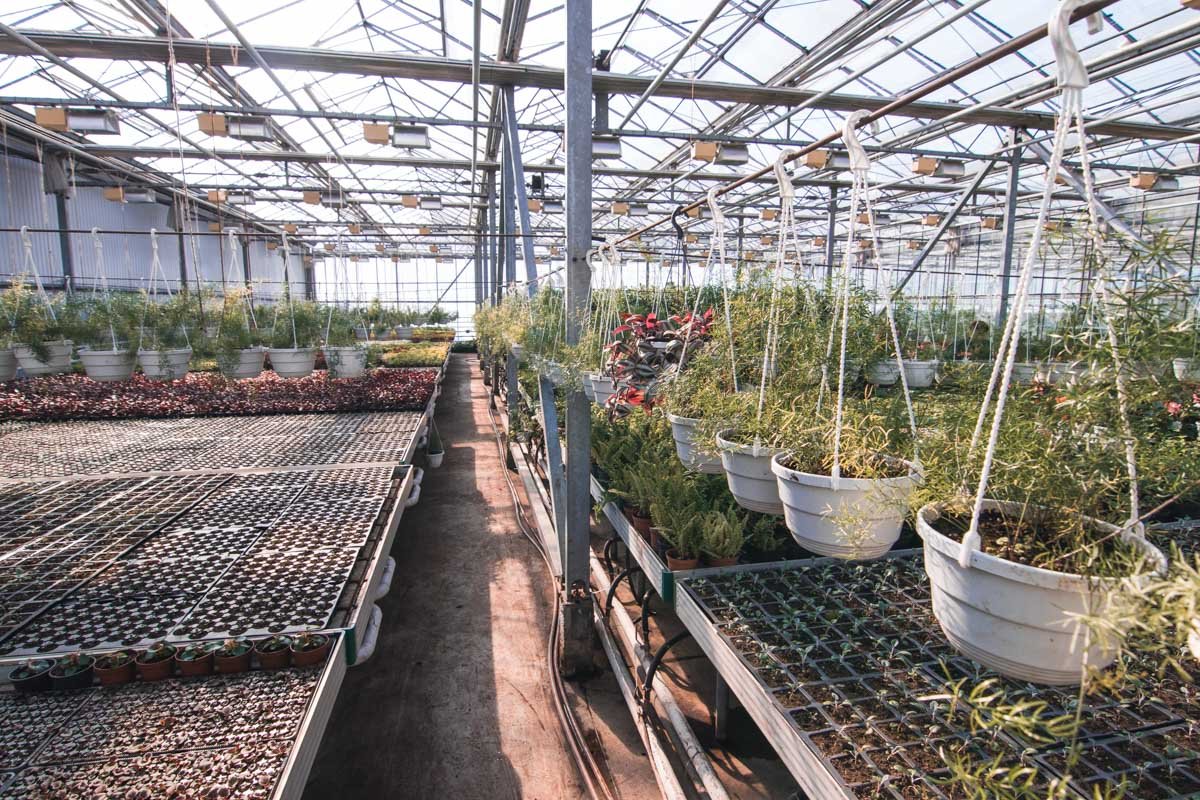 В оранжереи Печерского района растет 50 тысяч разных растений В оранжереи Печерского района растет 50 тысяч разных растений