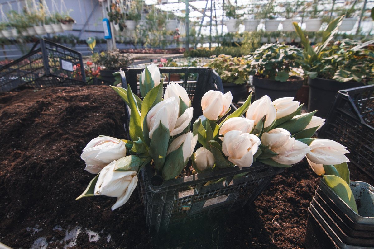 На сегодняшний день уже зацвели 70 тысяч тюльпанов На сегодняшний день уже зацвели 70 тысяч тюльпанов