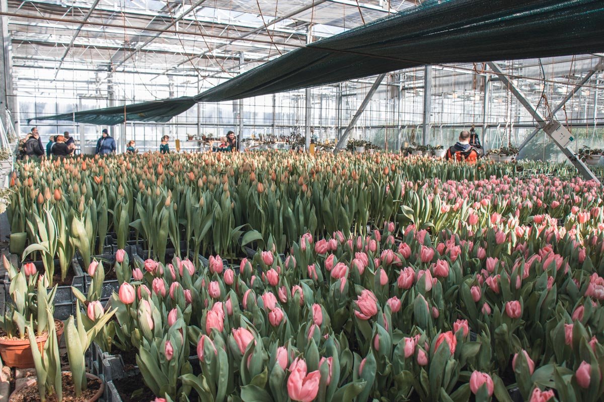 Ухаживают за цветами в основном женщины Ухаживают за цветами в основном женщины