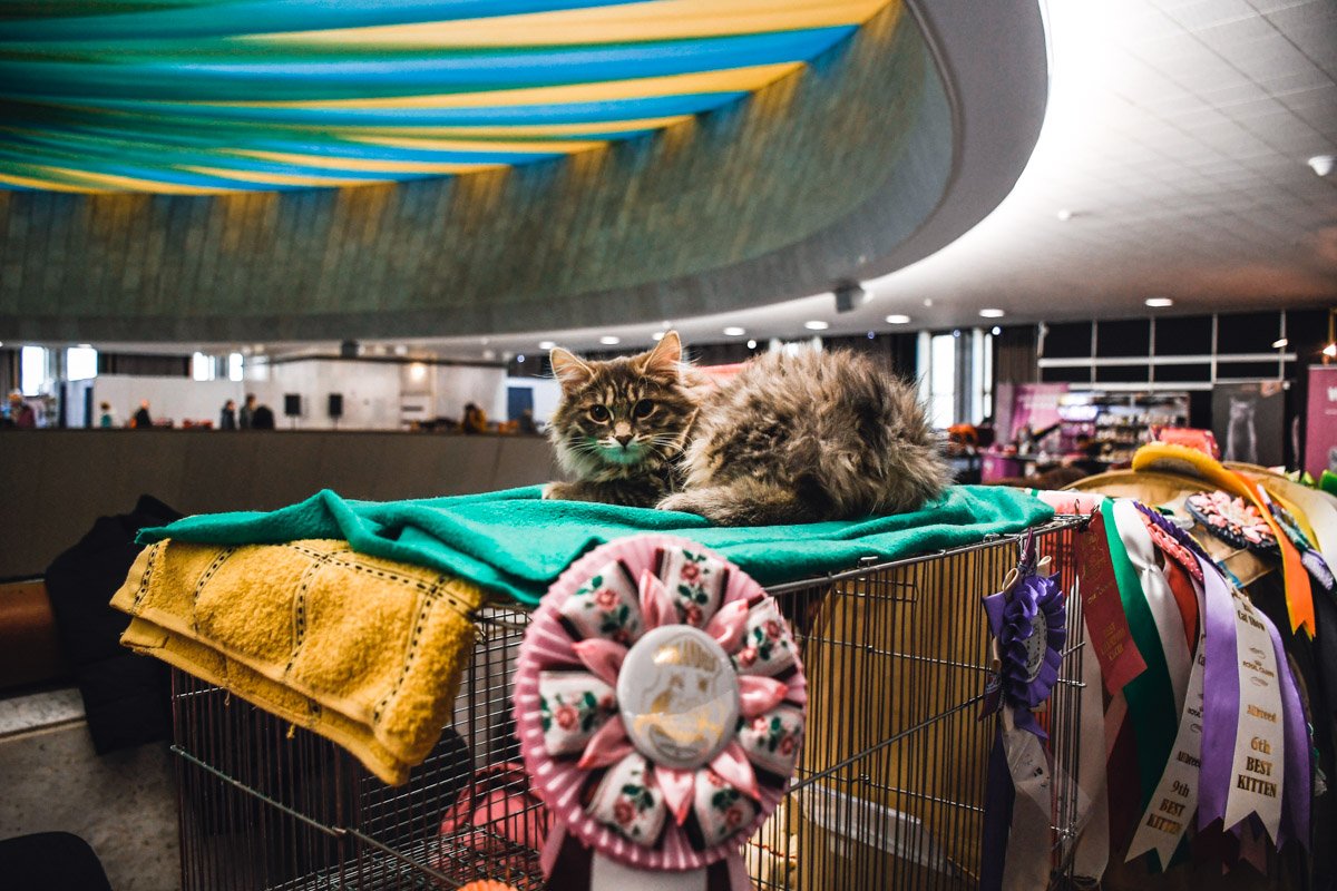 Наград много не бывает