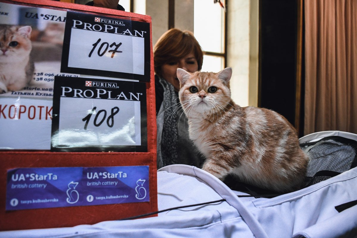 Спартак даже в 5 месяцев чувствует себя чемпионом