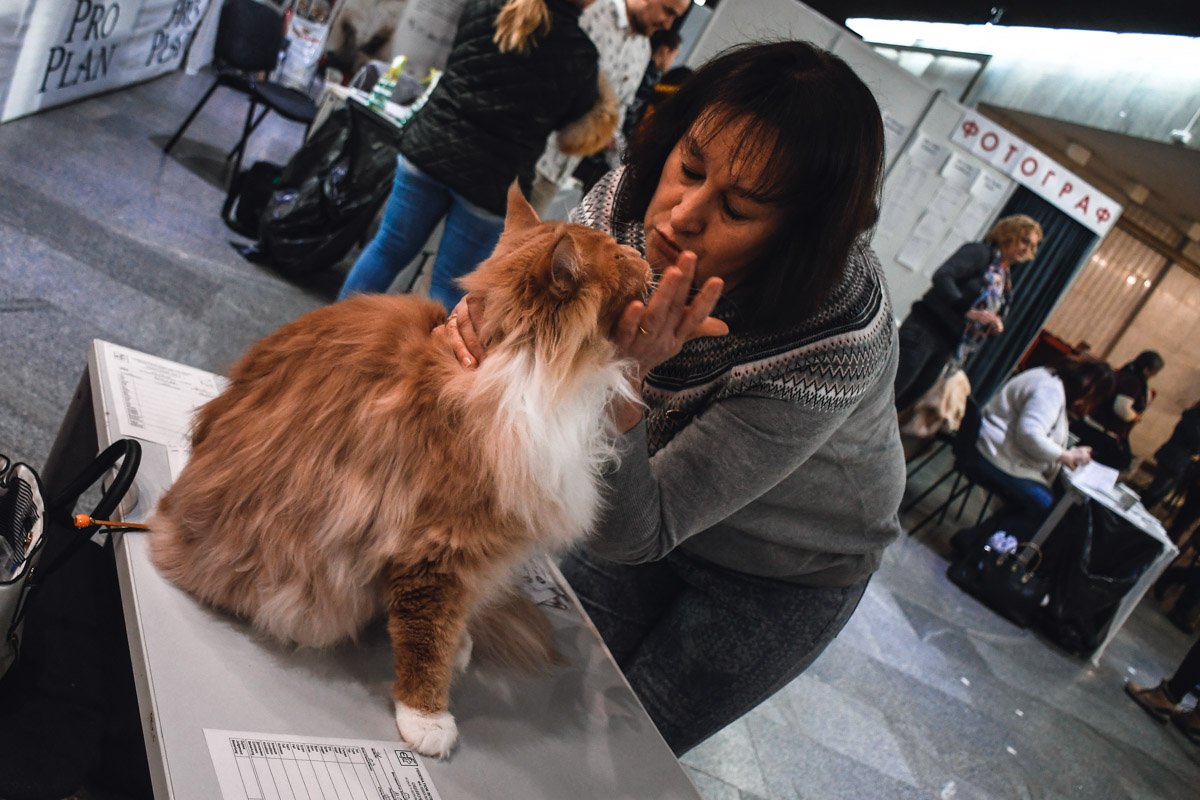 А теперь скажу на кошачьем 