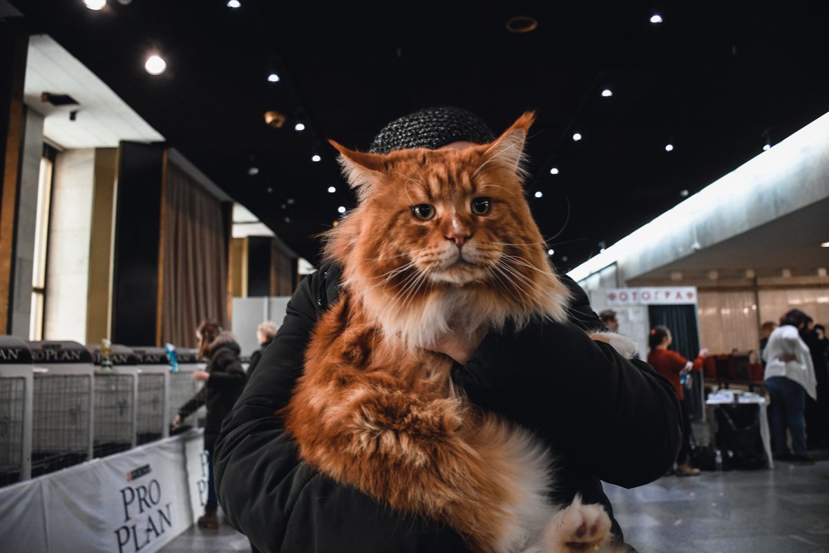 На руках у хозяйки Варягу хорошо...